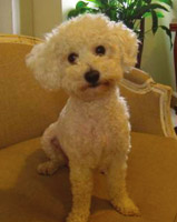 Dolly Remy