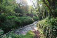 Une image contenant arbre, ext�rieur, herbe, cheminDescription g�n�r�e automatiquement