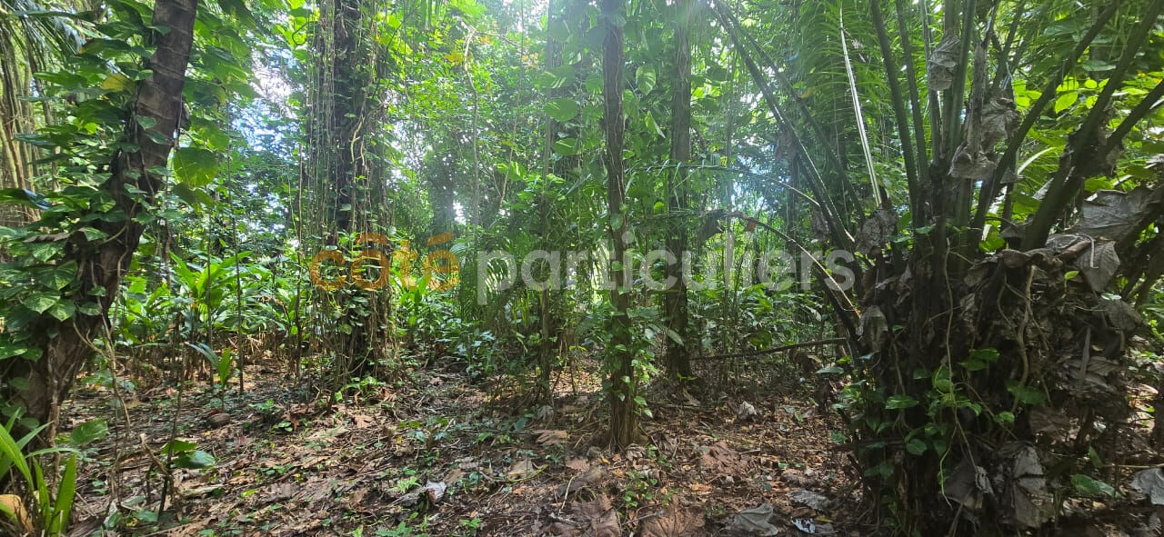Terrain 3197 m² · à Lamentin · 3 197 m² · 477 000 €