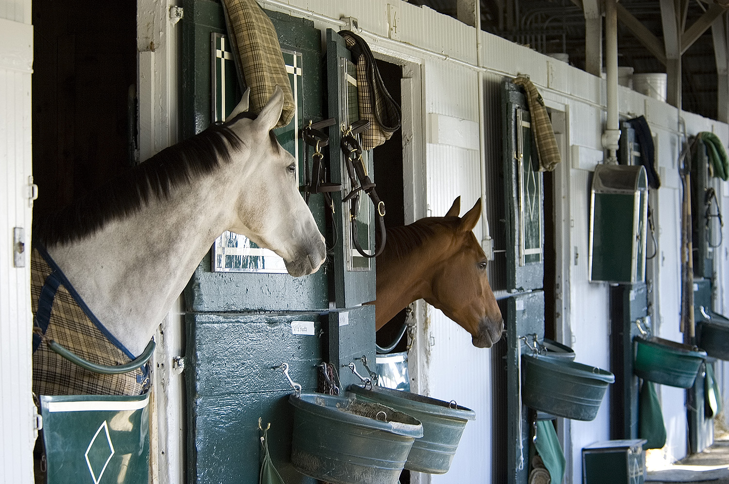 Haras