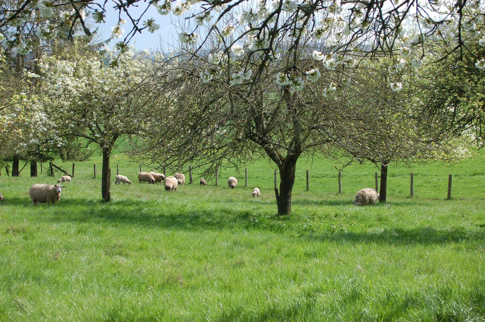 Terrains a batir dans le Perche avec l'agence-Authon-Immobilier dans le-Perche