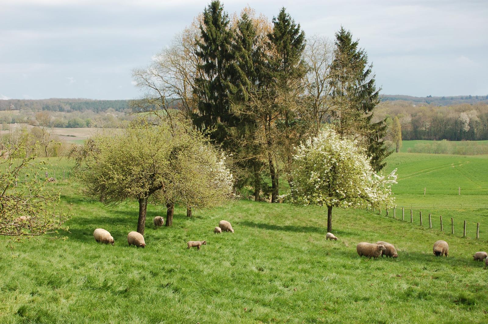 Types de biens recherch�s dans le Perche  avec l'agence Authon Immobilier dans le Perche