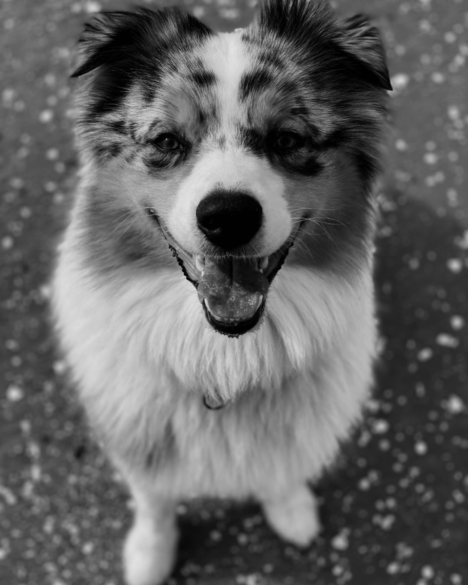 Buddy